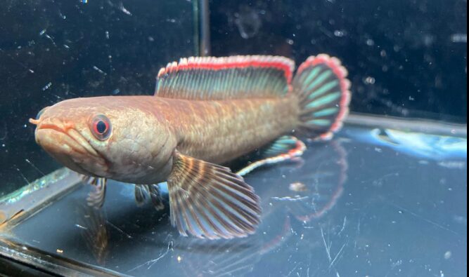 cá lóc vây xanh ninh bình