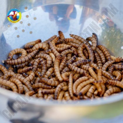 sâu mồi