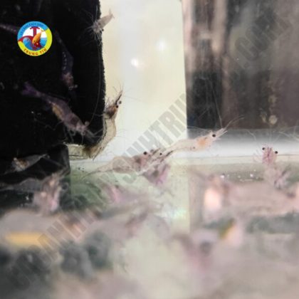 tép mồi