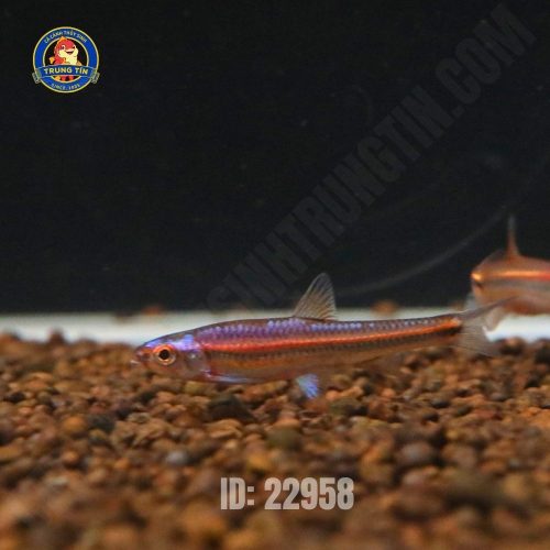 Cá bảo liên đăng