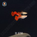 cá bảy màu full red