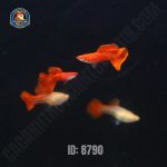 cá bảy màu full red