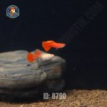 cá bảy màu full red