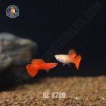 cá bảy màu full red