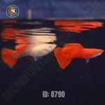 cá bảy màu full red