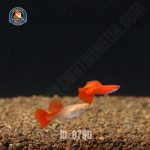 cá bảy màu full red