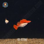 cá bảy màu full red