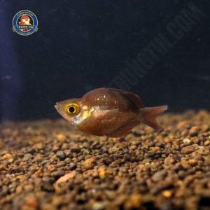 cá cầu vồng táo đỏ short 2