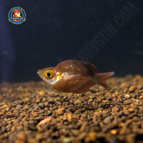 cá cầu vồng táo đỏ short 2