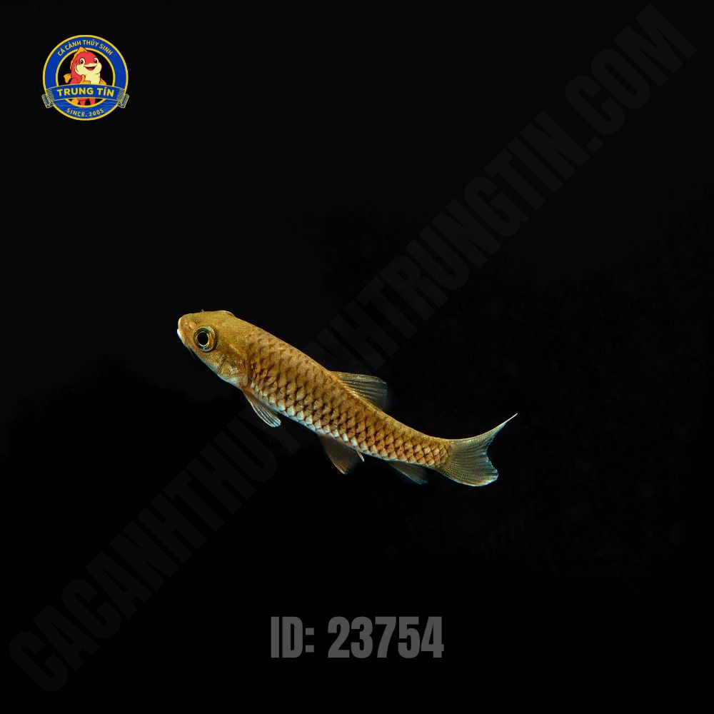 cá chày suối 4 cá chày suối 4