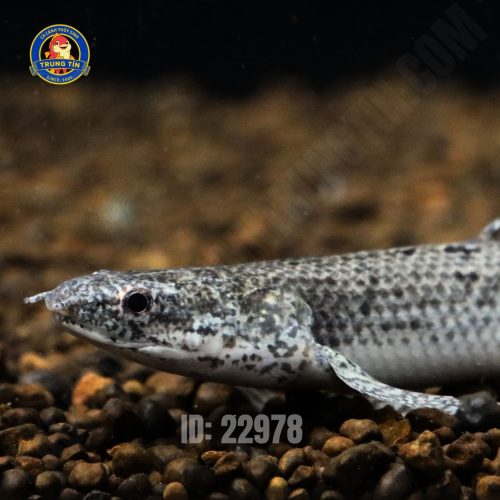 cửu sừng bích 1