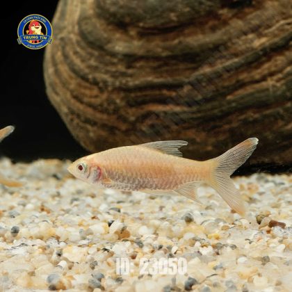hồng mi albino vây dài