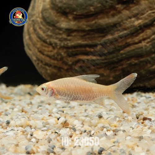 hồng mi albino vây dài