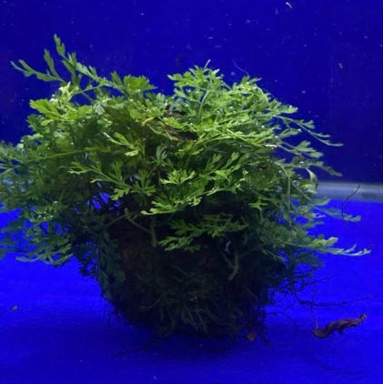 Dương xỉ châu phi mini giá thể rêu - cục