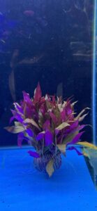 Huyết Tâm Lan giá thể - Gốc