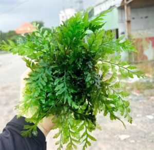 Dương xỉ Châu Phi 80.000đ - vỉ