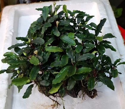 Bucep buộc lũa lớn - bụi