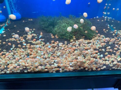 Ốc Nerita vàng (kí) - Con