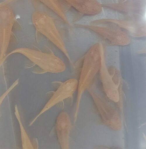 LAU KIẾNG SHORTFIN VÀNG - Con