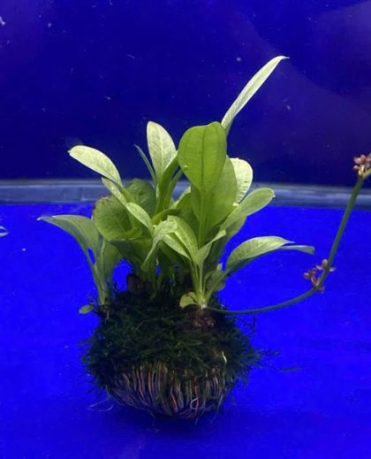 Trầu giá thể rêu - Cục