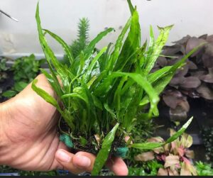 DƯƠNG XỈ LÁ HẸP VỈ - Vỉ