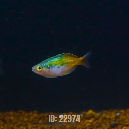 thạch mỹ nhân (5)