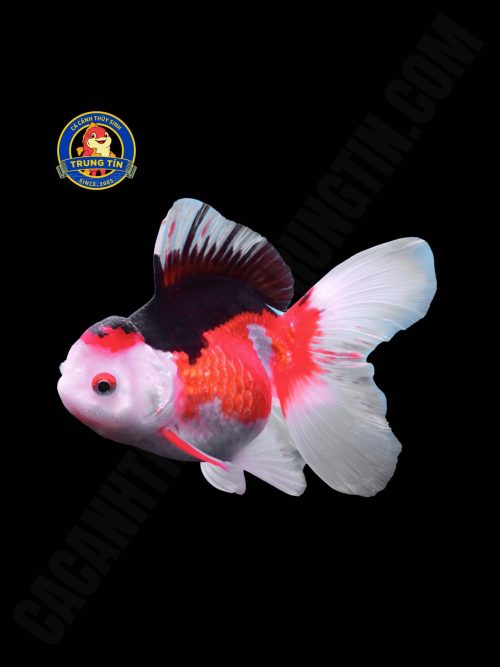 cá ba đuôi oranda đuôi lụa