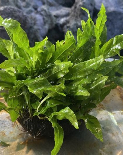 Dương xỉ Giá thể