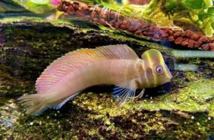 Cá bống Blenny