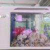 Hồ thủy sinh D055 - Hồ bộ Q3