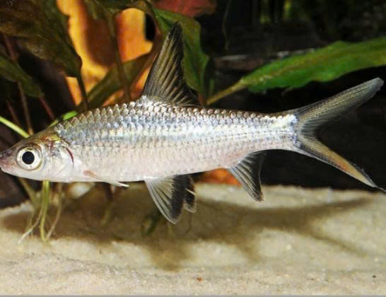 kiotviet_611c135e1e0eeb44fd7ddb95f0e8faee