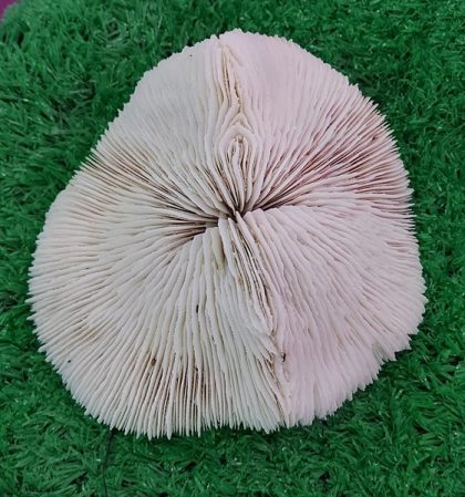 SAN HÔ ĐĨA, SAN HÔ BÔNG