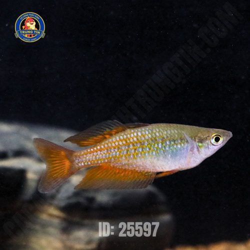 cầu vồng parksinsoni (10)