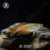 cầu vồng parksinsoni (11)