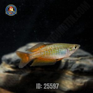 cầu vồng parksinsoni (11)