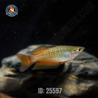 cầu vồng parksinsoni (11)