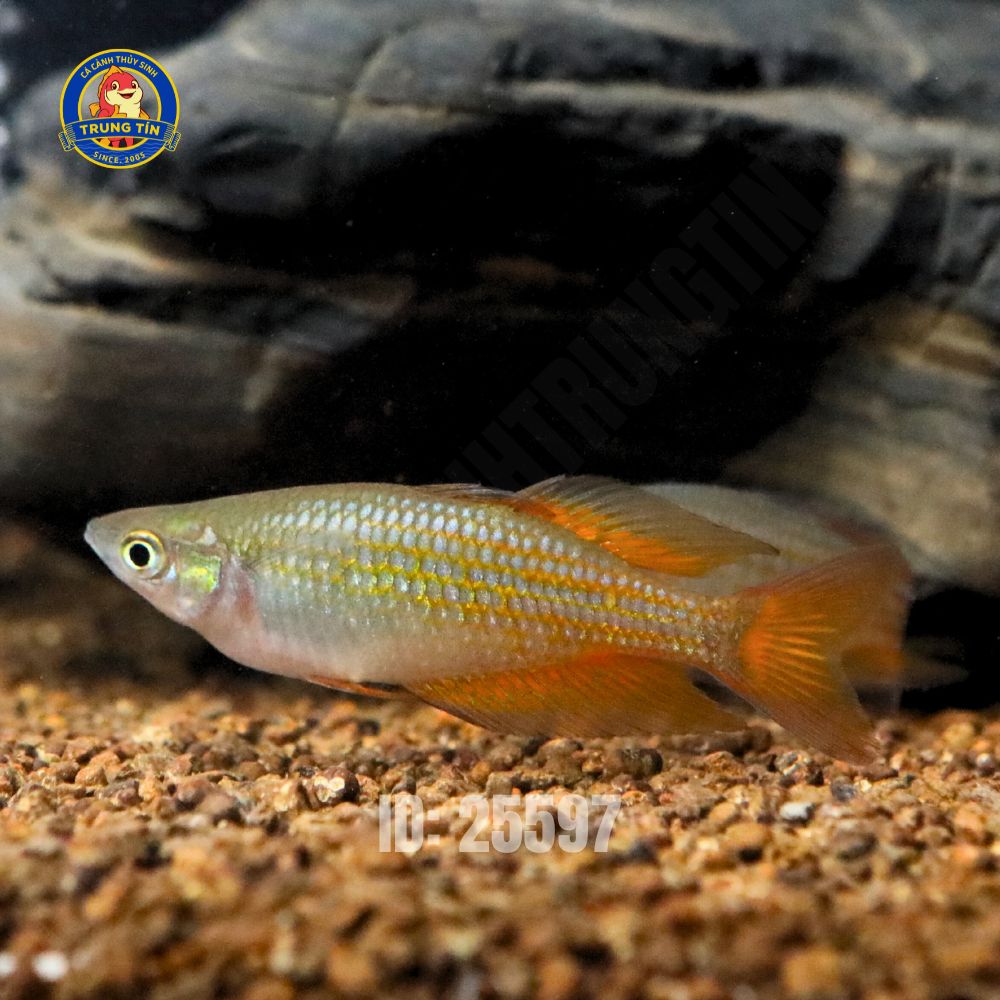 cầu vồng parksinsoni (2) cầu vồng parksinsoni (2)