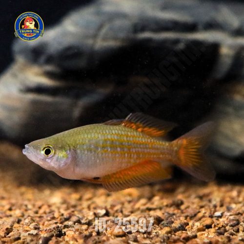 cầu vồng parksinsoni (5)