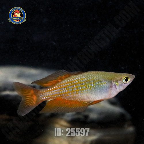 cầu vồng parksinsoni (9)