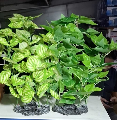 Trầu bà nhựa lớn - cái