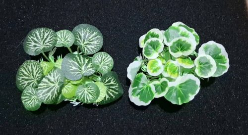 Trầu nhựa nhỏ - cây