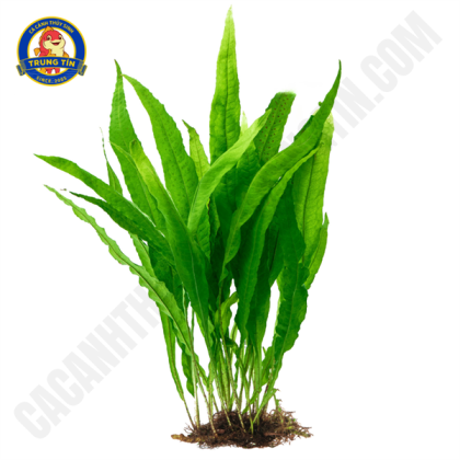 Dương xỉ Java