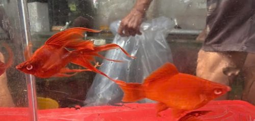 Huyết kiếm short longfin cối - con