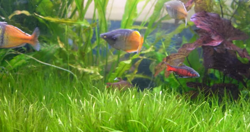 hồ cá odessa barb