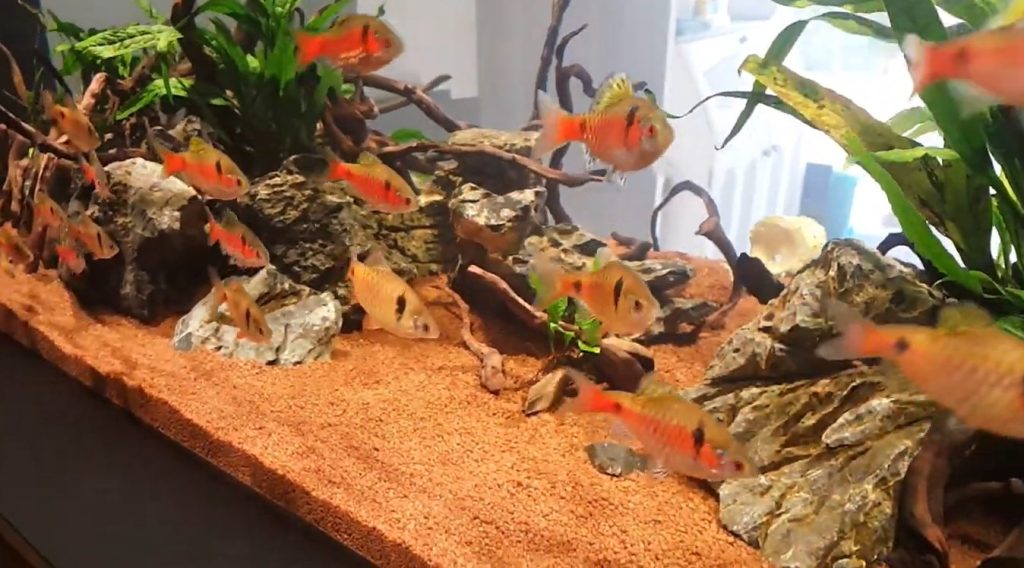 hồ cá odessa barb