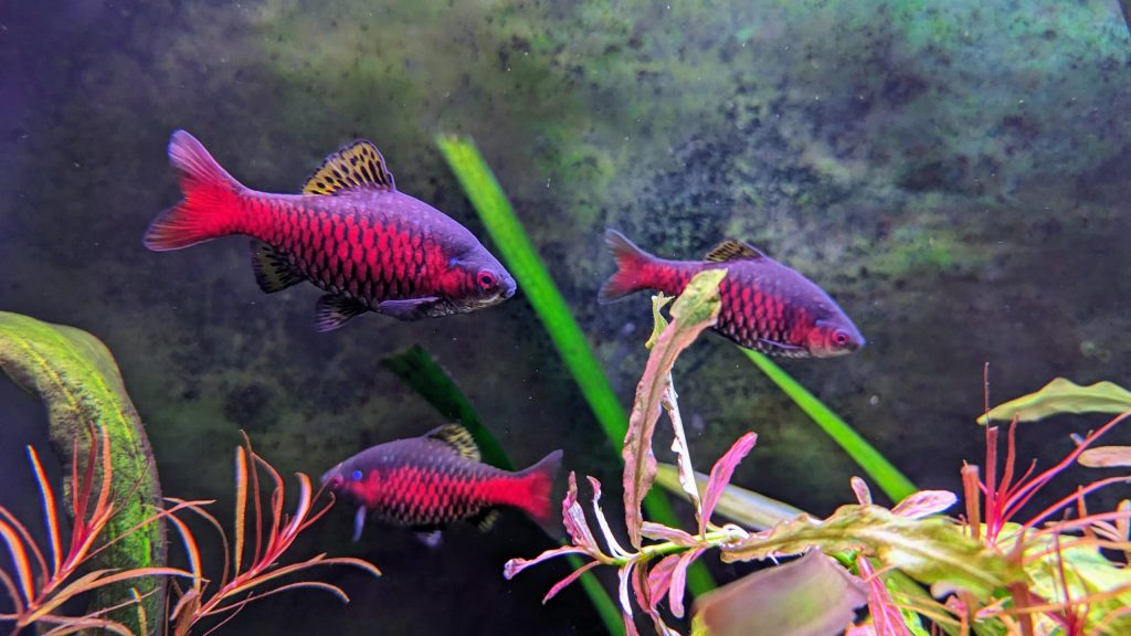 hồ cá odessa barb