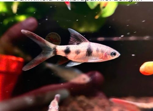 Hồng mi bóng đêm vây dài