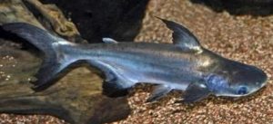 Thành cát tư hãn nhỏ