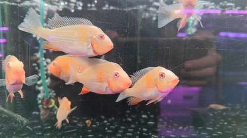 Hải hồ đầu đỏ