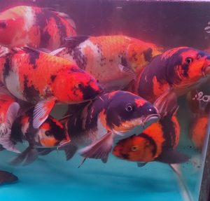 CHÉP KOI - CHÉP NHẬT 150K